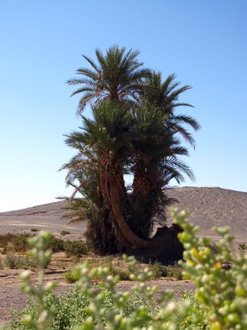 Eine Palme in der Wüste Erg Chebbi.